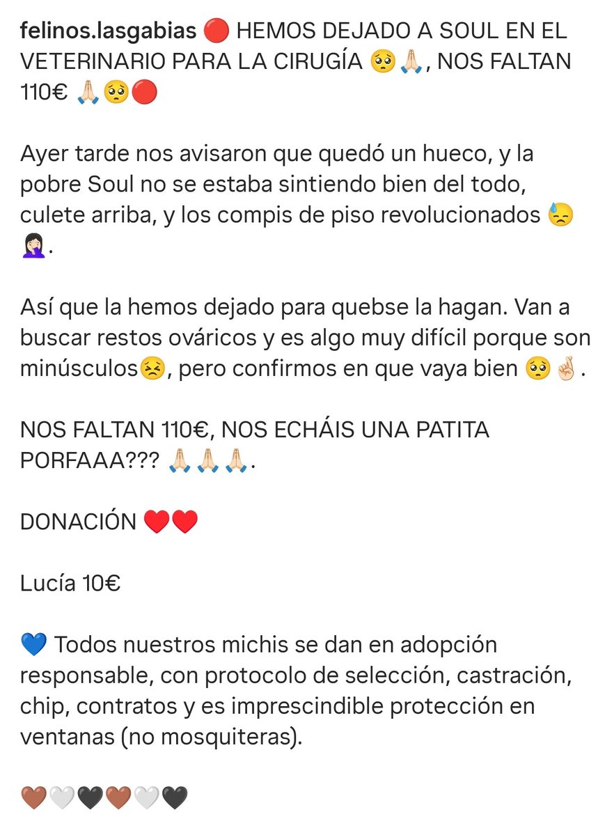 Felinos_Gabias's tweet photo. 🔴 HEMOS DEJADO A SOUL EN EL VETERINARIO PARA LA CIRUGÍA 🥺🙏🏻, NOS FALTAN 110€ 🙏🏻🥺🔴 #ayuda #granada #soul https://t.co/7mmQzg7CGK