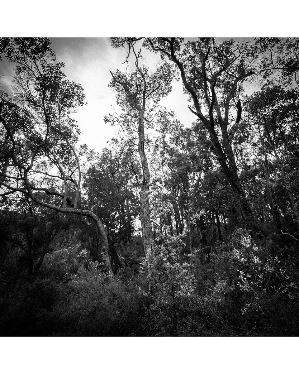 jasontheroberts's tweet photo. Do you need struggle with "boring" landscape photography locations? Watch the story behind these images and my attempt to break free: https://t.co/qOhcCSor8l
#LandscapePhotography #WAtheDreamState #ExploreWA #WesternAustralia #ThisIsWA #WestAustralia @WesternAustralia https://t.co/qgIOuHtr8n