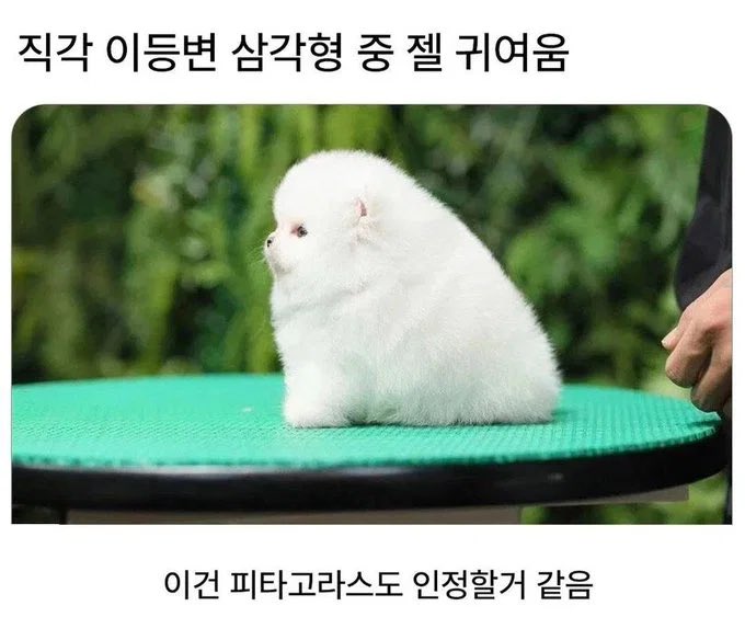 mymemeboxx's tweet photo. 세젤귀 삼각형 ㅠ https://t.co/rTaoLh3aAn