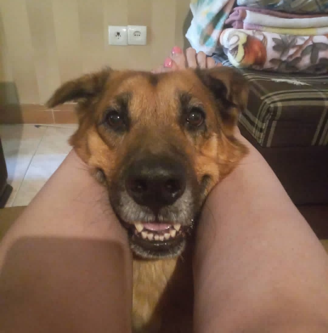 SepideRahimizee's tweet photo. I'm happy😁😁

#gsdlige #gsd #germanshepherd #dogoftheDay https://t.co/IAZ4w3KWbg
