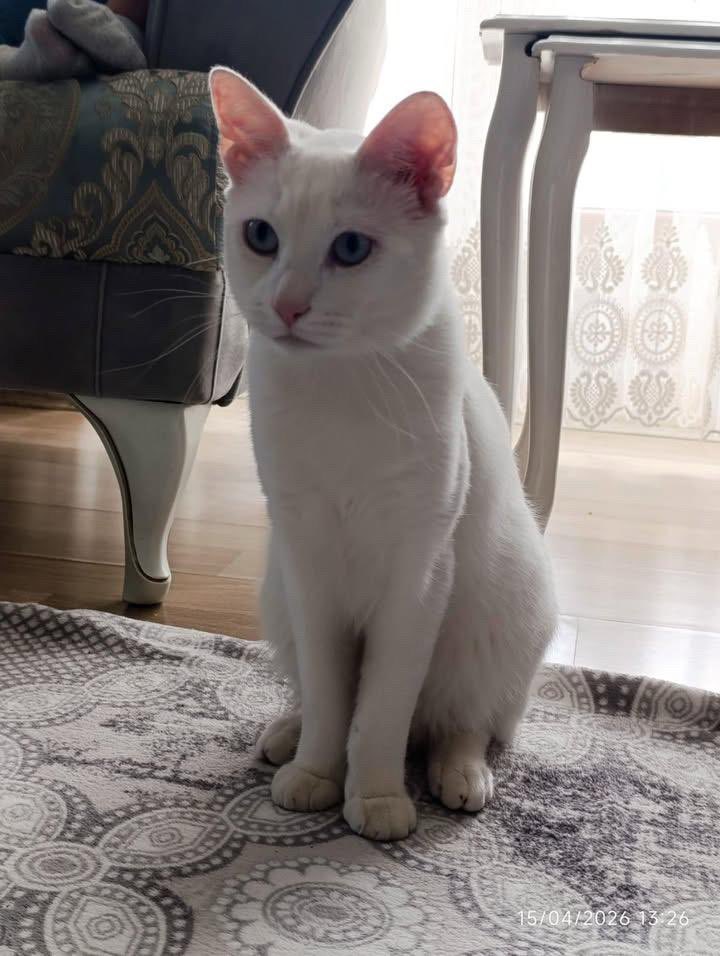 masum_gozler's tweet photo. oğlum için yeni bir aile arıyoruz ismi deniz erkek 1.5 yaşında çok sevimli bir dostumuzdur, tüm aşıları yapılmış olup yeni sahibine teslim ediyoruz malesef ailemizde herkes çalıştığı için denizimize bakamıyoruz.  yeni ailesi olur musunuz 
İstanbul Sultangazi
05387631455 https://t.co/Yzmsx7bhmE