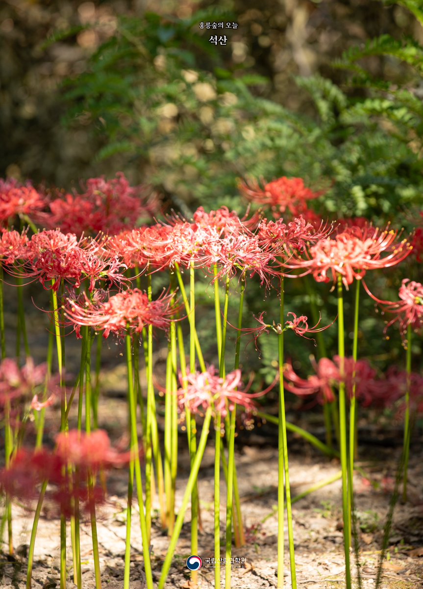 nifos_news's tweet photo. 때는 지났지만 그냥 지나가기엔 아쉬워 남겨봅니다🌹

🌿석산(수선화과)
🔎학명: Lycoris radiata (L'Hér.) Herb. https://t.co/fpMoUDkQf5