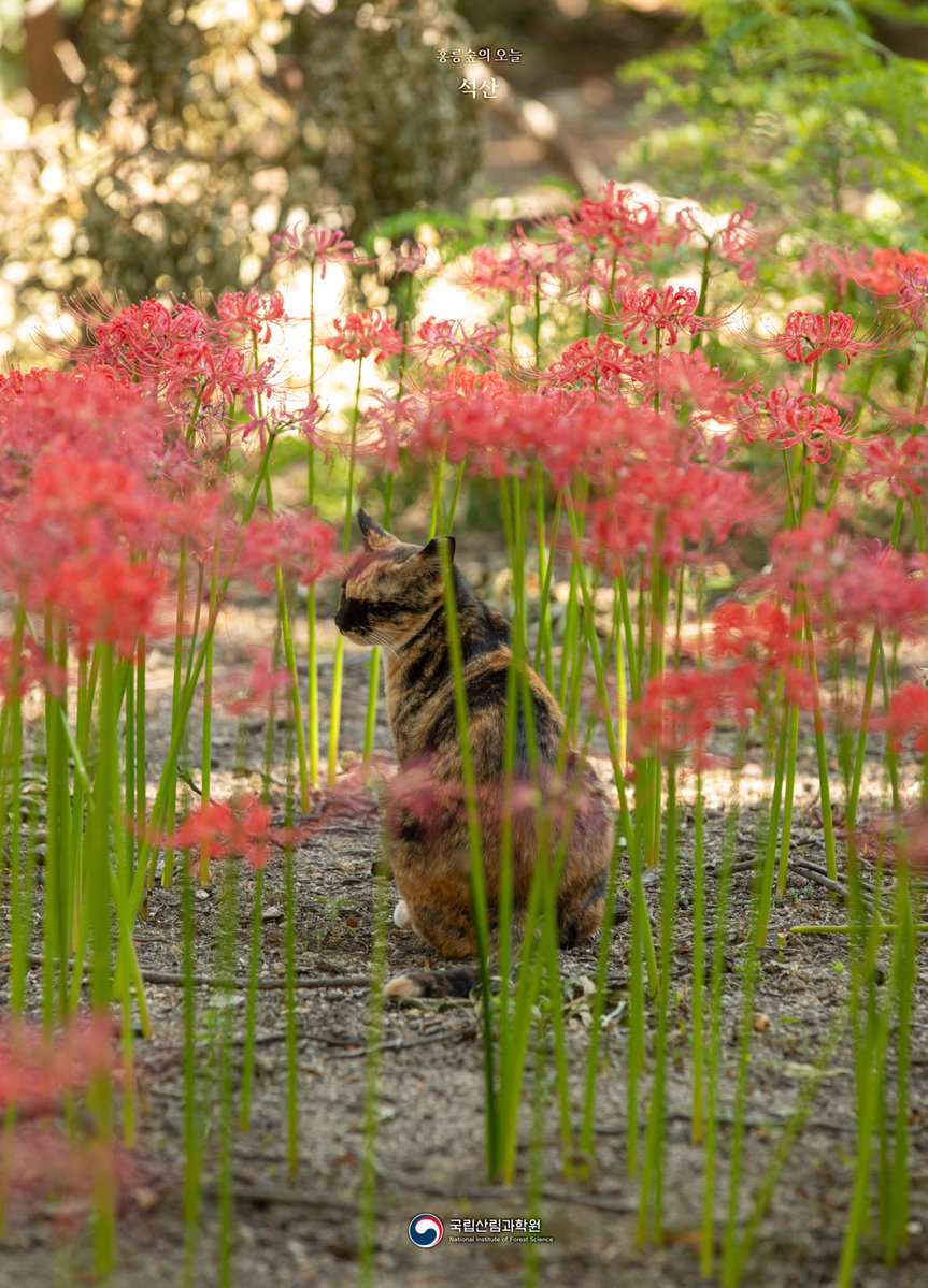 nifos_news's tweet photo. 때는 지났지만 그냥 지나가기엔 아쉬워 남겨봅니다🌹

🌿석산(수선화과)
🔎학명: Lycoris radiata (L'Hér.) Herb. https://t.co/fpMoUDkQf5