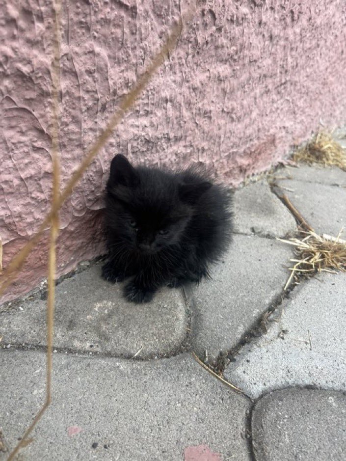 masum_gozler's tweet photo. ANKARA İÇİ KARA KEDİ SAHİPLENMEK İSTEYEN VAR MI 

YA ÖLCEKLER YAĞMURDA 

@makarayizpiciza https://t.co/C95pIrvqZt