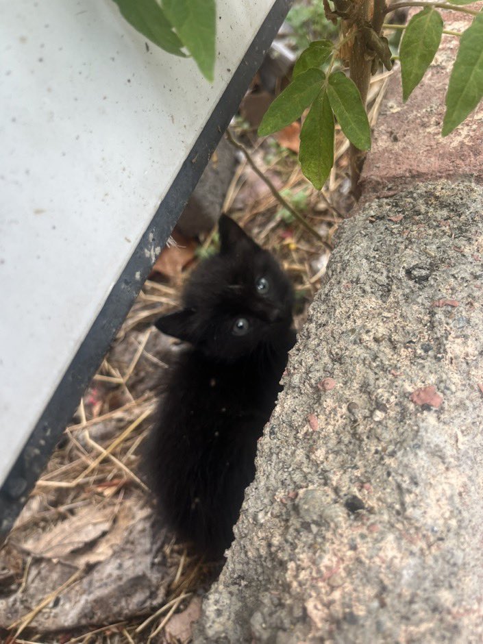 masum_gozler's tweet photo. ANKARA İÇİ KARA KEDİ SAHİPLENMEK İSTEYEN VAR MI 

YA ÖLCEKLER YAĞMURDA 

@makarayizpiciza https://t.co/C95pIrvqZt