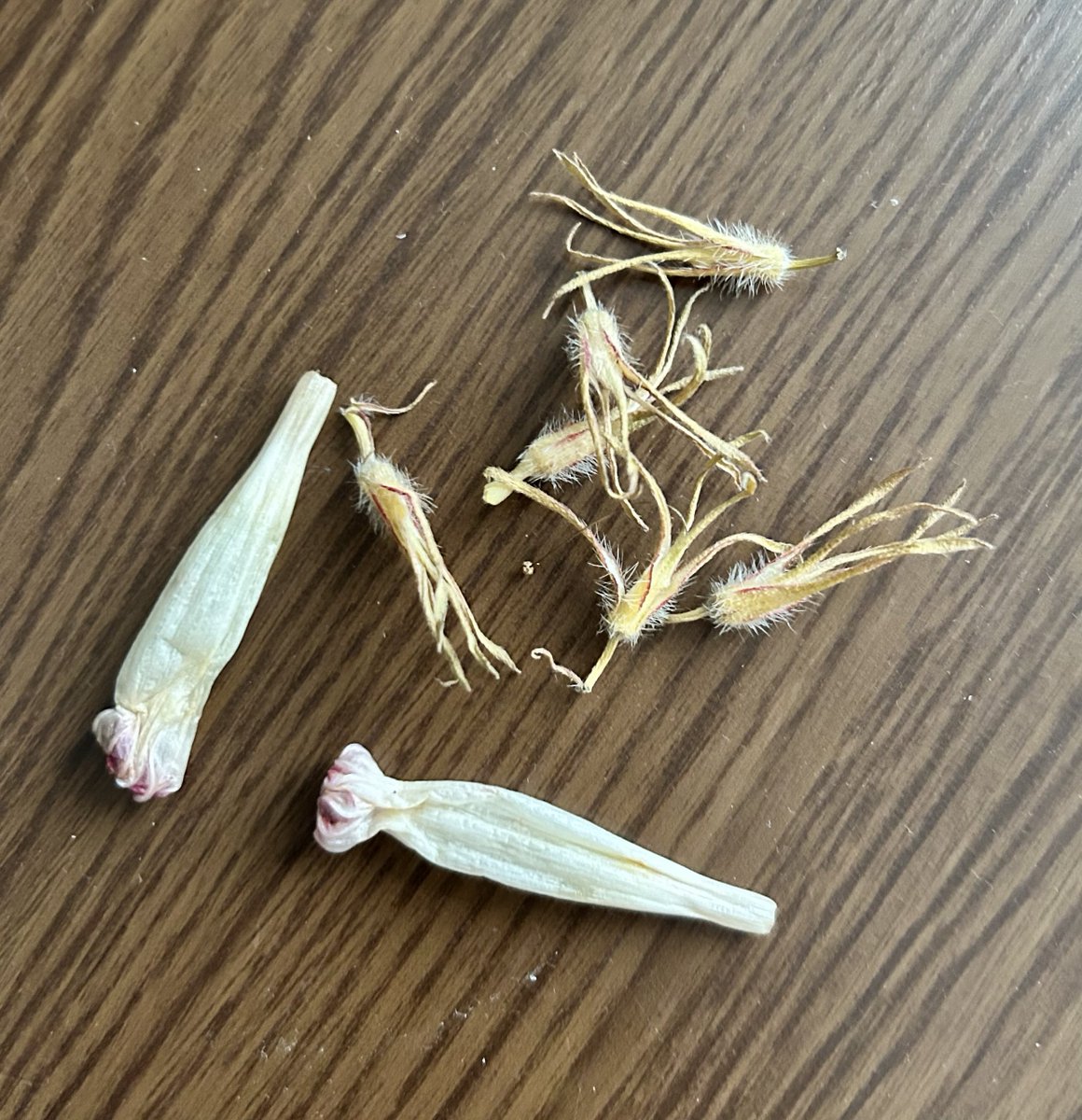 mori_jyumin's tweet photo. 7月25日から育てていた朝顔は日曜日に一番多くの花を咲かせた。相変わらず咲いたあとの花がめしべと一緒に落ちてしまい、しばらくすると種ができる子房も枯れて落ちてしまう。天候不順と気温の低さが原因なのかな？種ができなかったら来年は、日本朝顔を買って育てたい。 https://t.co/3XQnp1H87d