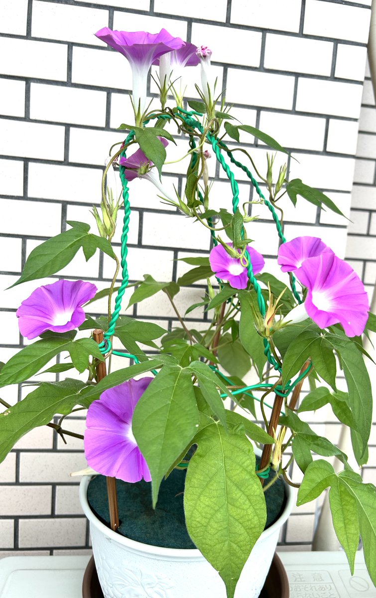 mori_jyumin's tweet photo. 7月25日から育てていた朝顔は日曜日に一番多くの花を咲かせた。相変わらず咲いたあとの花がめしべと一緒に落ちてしまい、しばらくすると種ができる子房も枯れて落ちてしまう。天候不順と気温の低さが原因なのかな？種ができなかったら来年は、日本朝顔を買って育てたい。 https://t.co/3XQnp1H87d