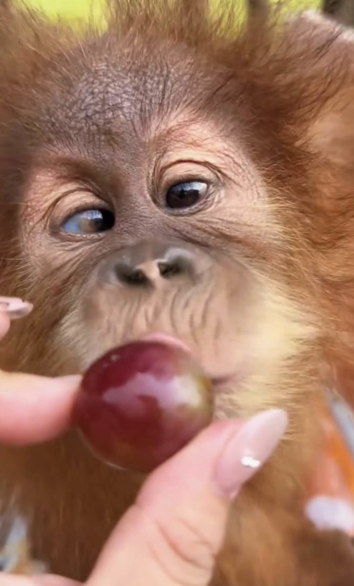 Shepeleva10's tweet photo. Left eye on the grape, right eye on the person holding it. Trust: 0% 😅 https://t.co/EOLBFwa32g