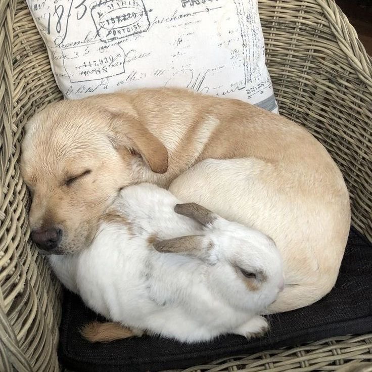 willgrahamtdick's tweet photo. Bunny luvs puppy https://t.co/K4YrZkdm5K