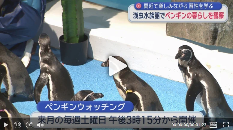 青森県営浅虫水族館【公式】 on X: 
