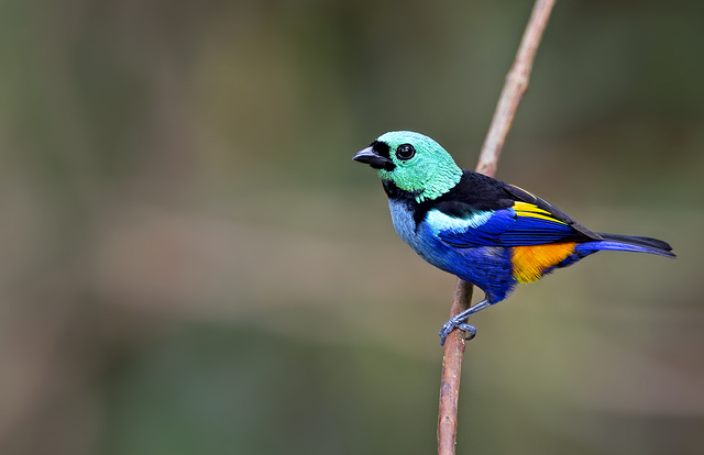 brasil_aves's tweet photo. 🇧🇷Saíra-pintor
🌎Tangara fastuosa
Conservação: Vulnerável

A saíra-pintor (Tangara fastuosa) é uma ave passeriforme da família Thraupidae.

📷 Ciro Albano https://t.co/YGiitLcU1v