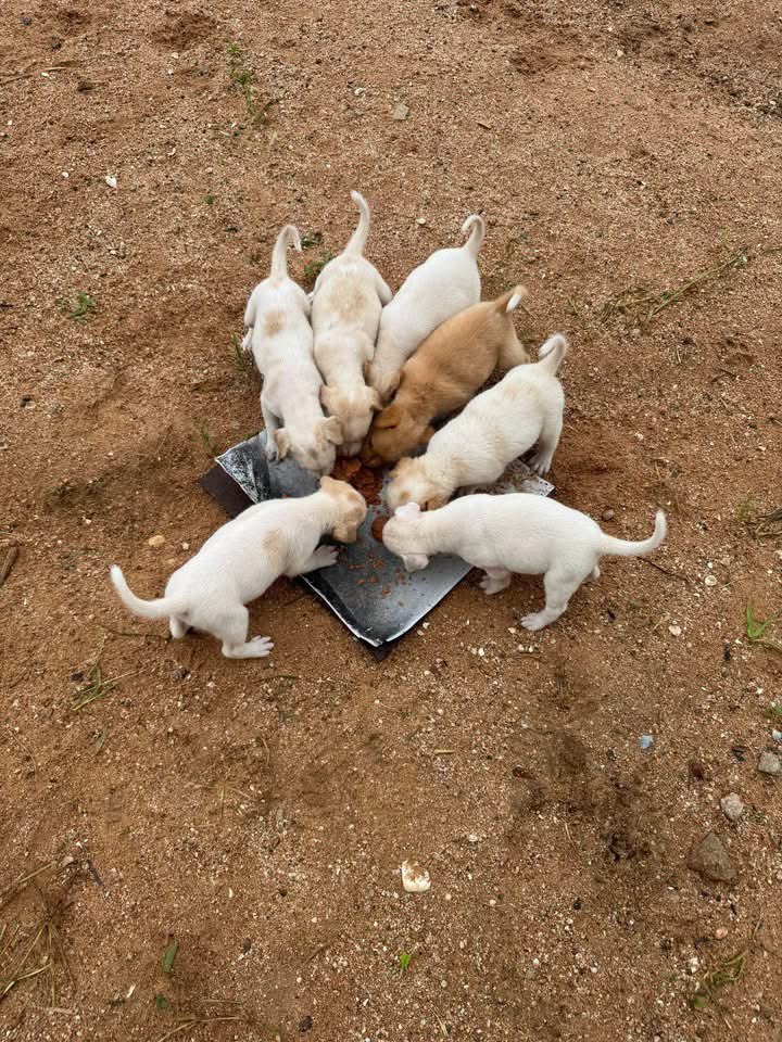 malimalineee's tweet photo. "ช่วยดันคลิปเปิดการมองเห็น ให้ 8 ชีวิตนี้ได้มีบ้านด้วยนะคะ 🙏🐶"

ขอความเมตตาช่วยเหลือน้องๆ อีกหนึ่งครอบครัวค่ะ 😭💔

​สถานการณ์น้ำท่วมทำให้ครอบครัวนี้ต้องอพยพหนีตายมาเหมือนกันค่ะ แม่สุนัขตัวผอมโซต้องหอบหิ้วลูกน้อยทั้ง 8 ตัว มาอาศัยอยู่ริมกำแพงเก่าๆ ข้างพงหญ้า ไม่มีหลังคาคุ้มหัว ต้องทนแดดทนฝนมาหลายวันแล้วค่ะ น่าสงสารมากๆ ดูจากภาพจะเห็นเลยว่าสภาพน้องๆ ค่อนข้างมอมแมมและดูหิวโหย ตอนนี้ทางเราได้เข้าไปช่วยเหลือเบื้องต้นด้วยการให้อาหารและน้ำแล้ว แต่พื้นที่ตรงนี้ก็ไม่ได้ปลอดภัยและไม่มีความเหมาะสมที่จะให้น้องๆ อยู่ต่อไปในระยะยาวค่ะ

พิกัด วงเวียนพระราม5 กทม.
 สนใจ สอบถามเพิ่มเติม
สามารถทักแชทส่งข้อมูลอุปการะได้ที่
FB  Chanthirawadee Panpoca
หรือโทรคุณตุ๊ก  0818101406 ได้เลยนะคะ
​ขอความเมตตาจากผู้ใจบุญ พี่ๆ เพื่อนๆ ช่วยแชร์โพสต์นี้ออกไปให้ได้มากที่สุด เพื่อช่วยเหลือน้องๆ ดังนี้ค่ะ