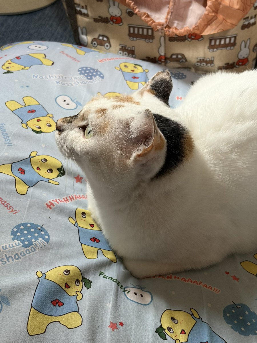 tukimurasora's tweet photo. 録画ネコメンタリーを見る猫　#猫　#TLに猫を流す　#猫のいる暮らし　#猫のいる生活　#猫のいるしあわせ　#猫との暮らし　#ねこかわいいね　#猫部へ集まれ　#よいにくきゅうの日　#エステー保護ネコ応援プロジェクト https://t.co/mfKHyDfDTg