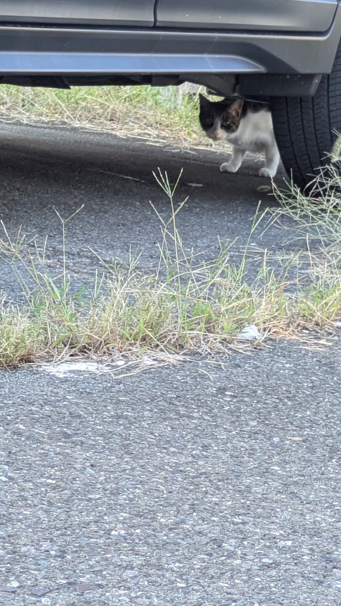 Bobsan235's tweet photo. 帰ろうとしたら、前と同じ野良にゃーちゃんがまたいた🐈‍⬛
にゃーちゃんが移動したのを目視で確認してから出発 https://t.co/LuJRgmOlcy