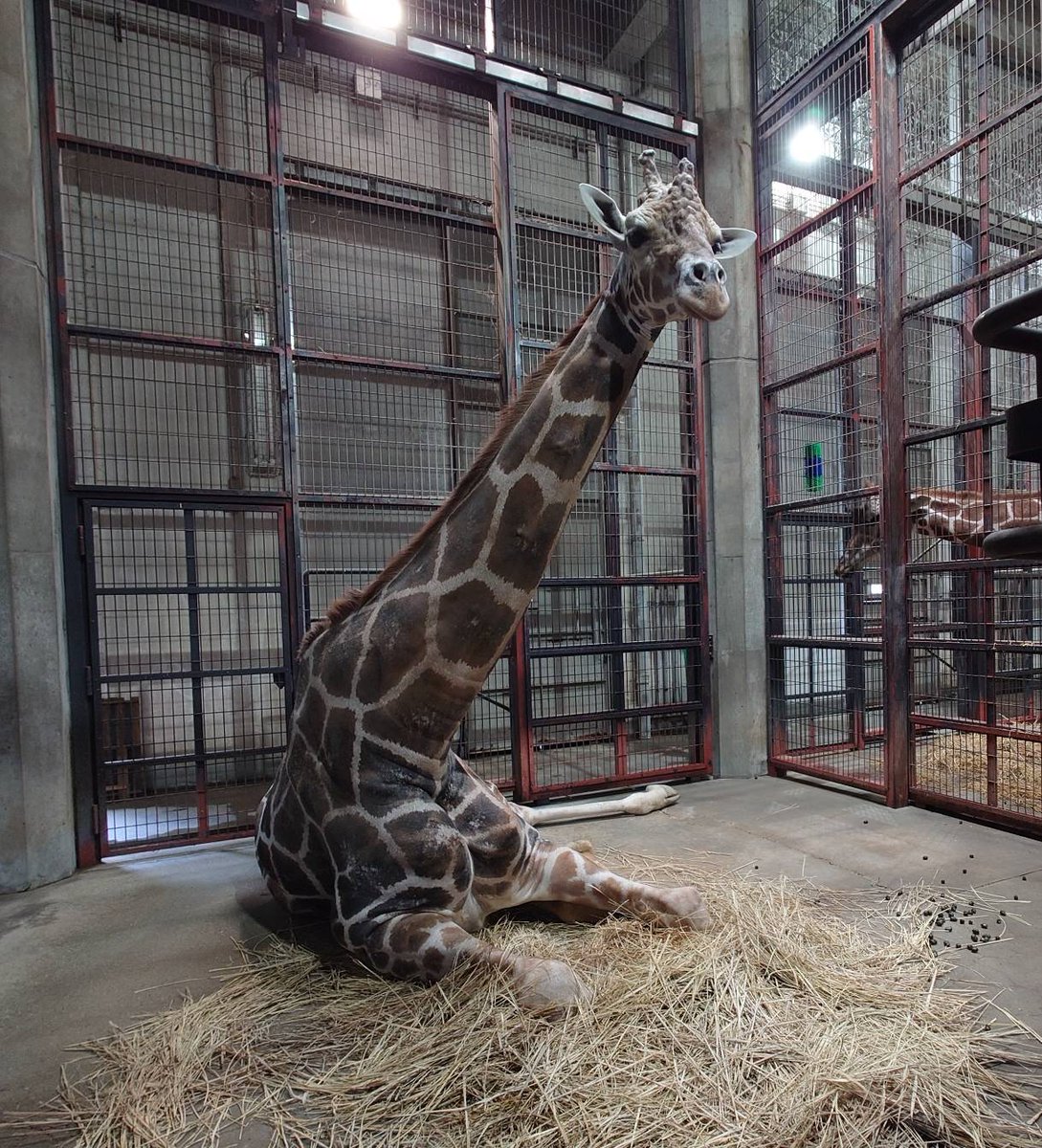 sendaisiyagiya's tweet photo. パドックから寝室に戻った後、くつろいでいた #ユウキ
#キリン

#八木山動物公園フジサキの杜 https://t.co/GwfhTfqxWz