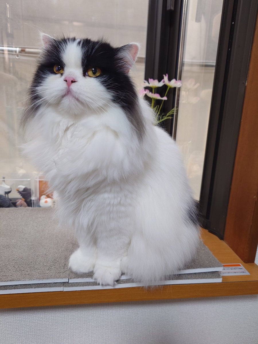 aaaa77770553's tweet photo. 今日のごんた

#猫好きさんと繋がりたい
#ハチワレ https://t.co/2BXMIT2gqM
