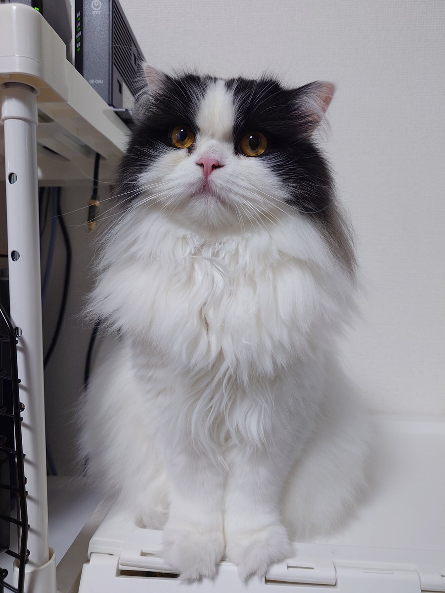 aaaa77770553's tweet photo. 今日のごんた

#猫好きさんと繋がりたい
#ハチワレ https://t.co/2BXMIT2gqM