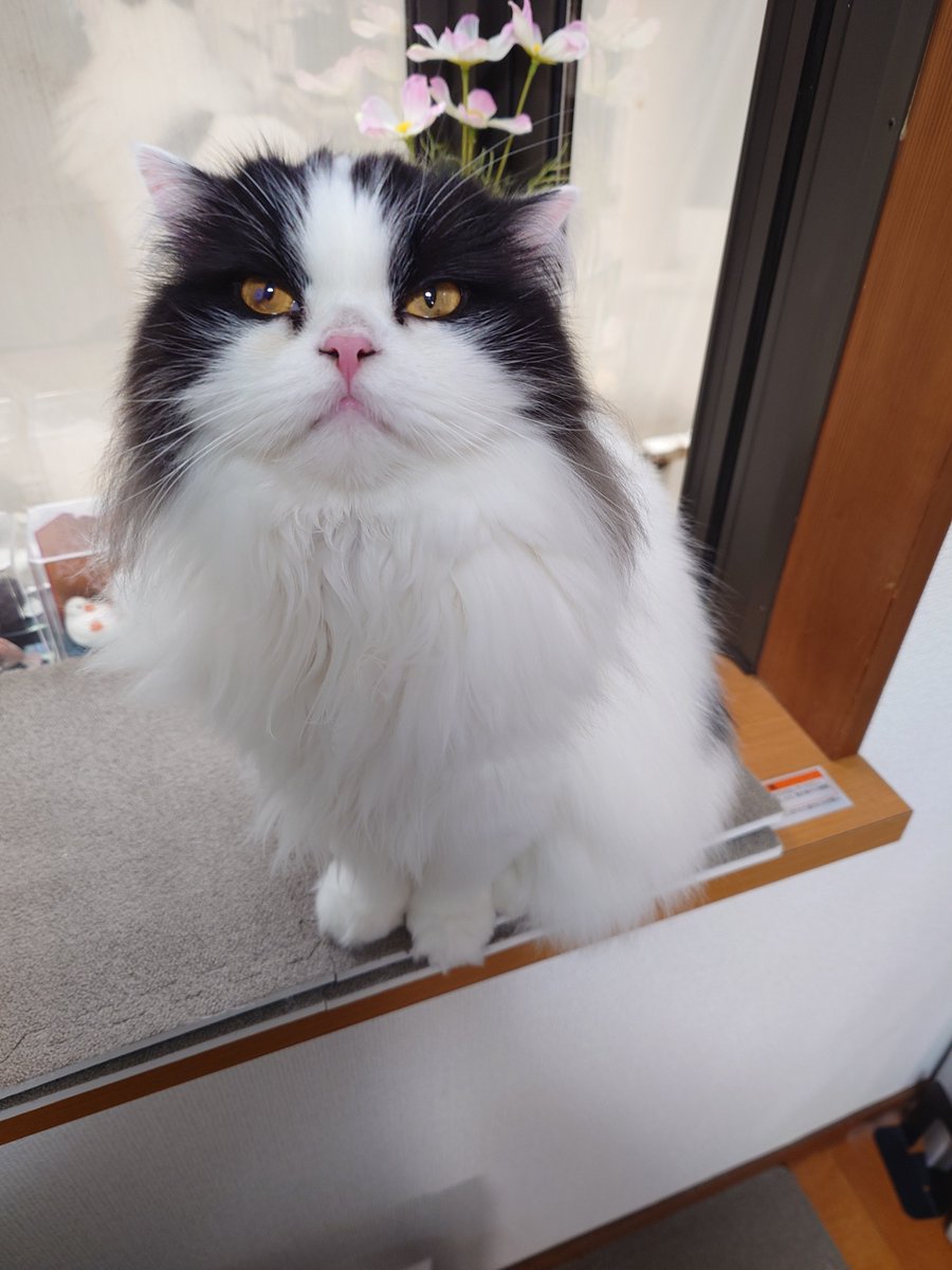 aaaa77770553's tweet photo. 今日のごんた

#猫好きさんと繋がりたい
#ハチワレ https://t.co/2BXMIT2gqM