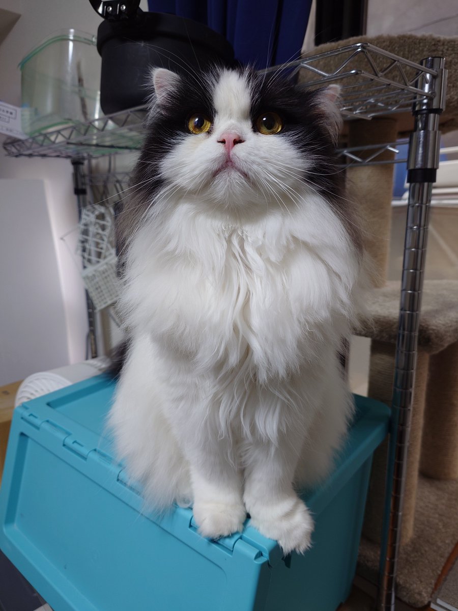 aaaa77770553's tweet photo. 今日のごんた

#猫好きさんと繋がりたい
#ハチワレ https://t.co/2BXMIT2gqM