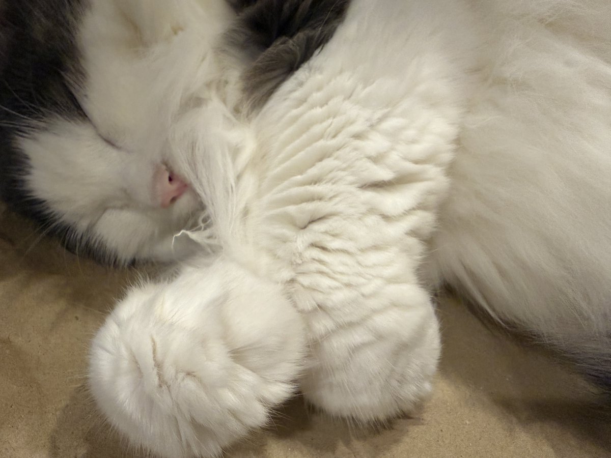 Hoshinouta_Kaz's tweet photo. 🐈💤 https://t.co/4OOIwhRuEB