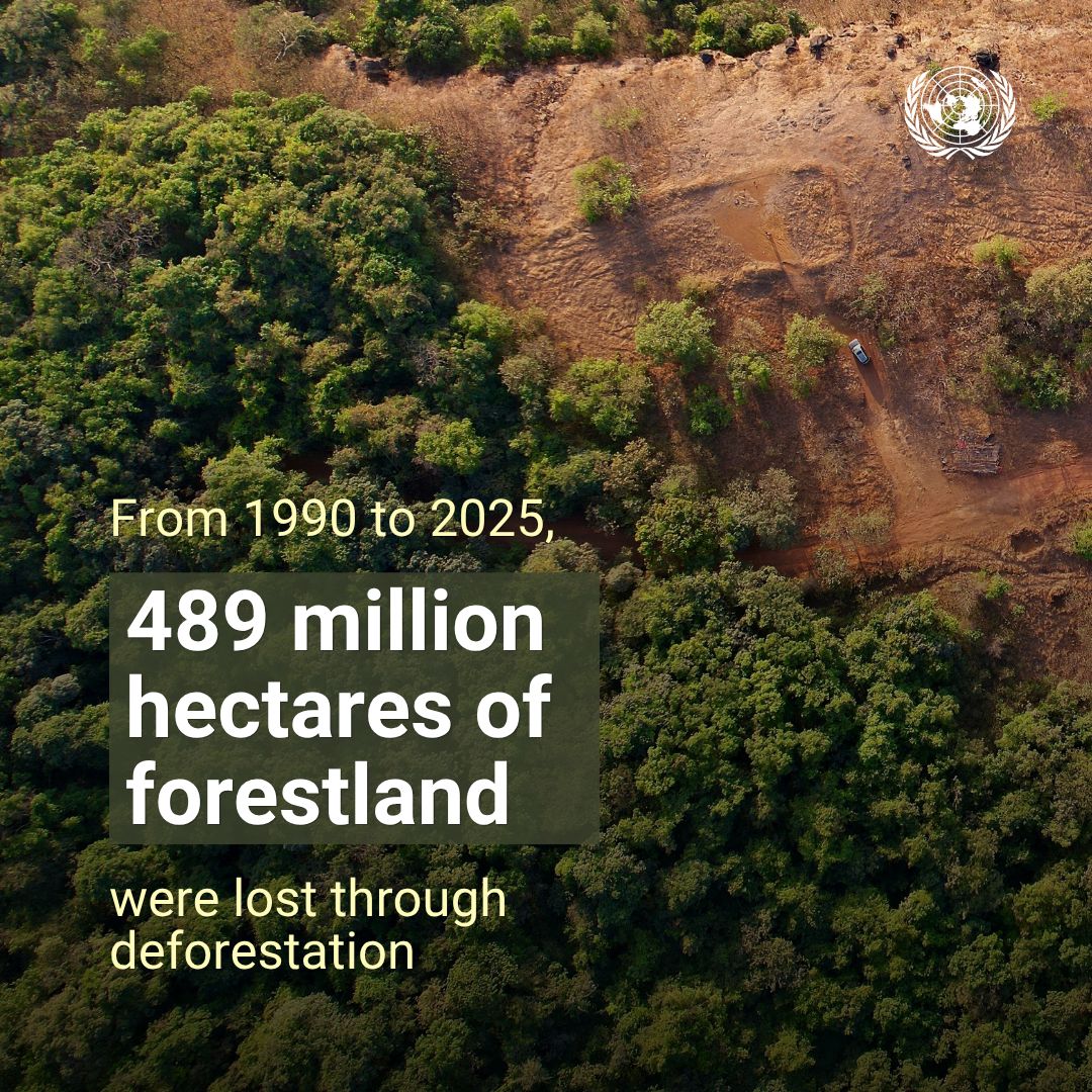 UNGeneva's tweet photo. One-third of the world's population depends on trees and forests for food security and work.

Yet, from 1990 to 2025, 489 million hectares of forest were lost through deforestation, a new @FAO report shows.

📰https://t.co/MA6TA2mzSH https://t.co/tSNvicwhOh