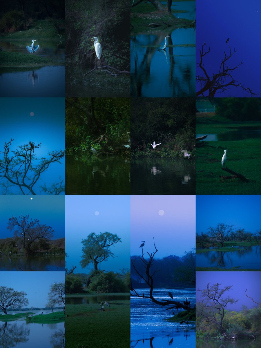 archittsharmaaa's tweet photo. last bird post for now. 

thank u for all the love on this series <3 https://t.co/dtZEaA71RB