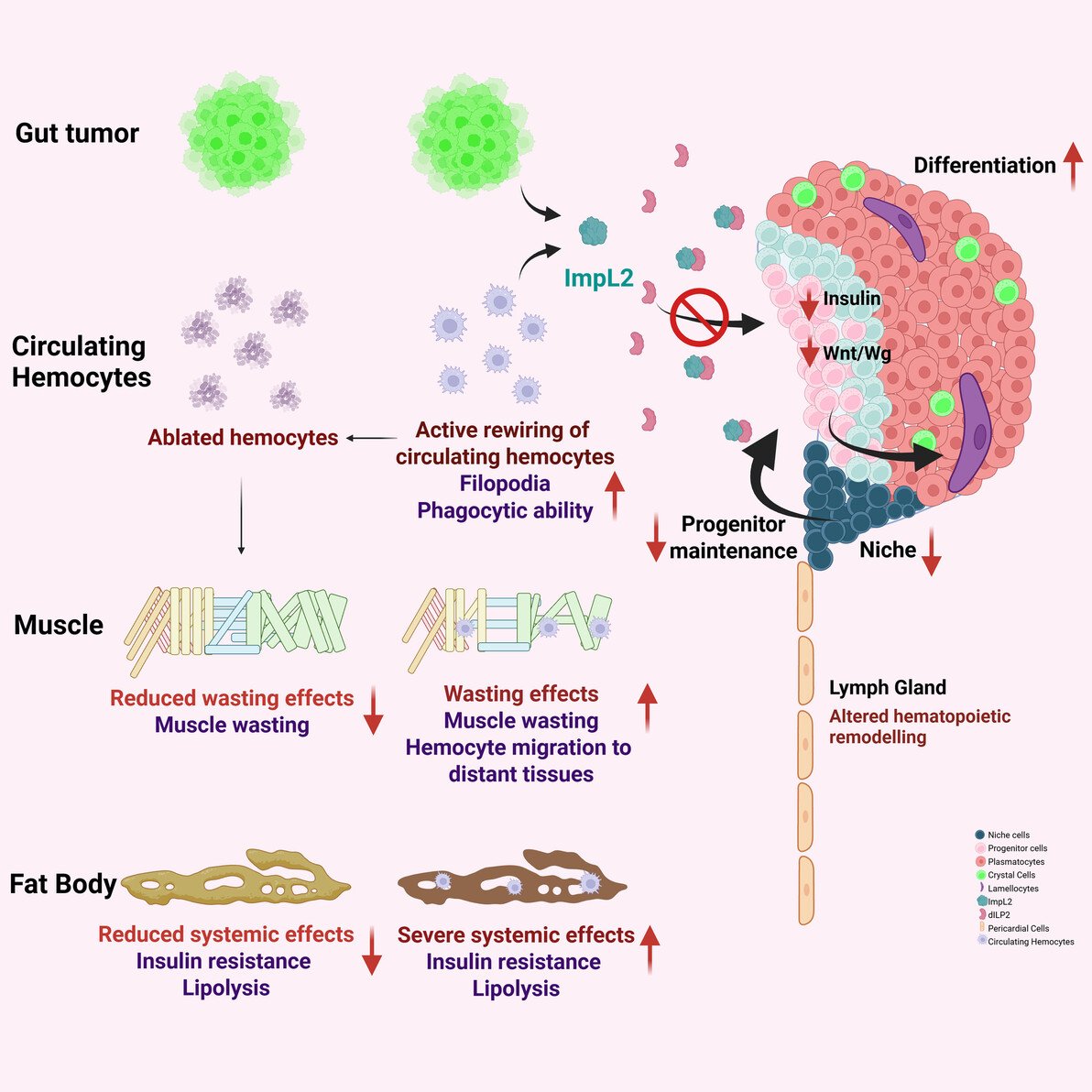 RohanKhadilkarr's tweet photo. Delighted to share our recent publication on tumor - innate immune crosstalk during cancer cachexia out now in @FEBSJournal and led by @UjjayitaC my PhD student. 
Heartiest congrats to the authors 🎉 
@biopatrika @ACTREC_TMC Link: https://t.co/QPkkapn1BH https://t.co/ZwkufJsKTJ