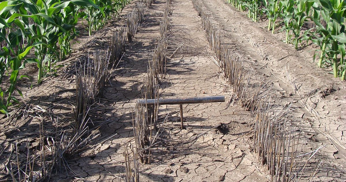 WeedSmartAU's tweet photo. Greg Rummery says no-till farming, stubble retention and a zero tolerance of weeds in fallow have expanded the typical ‘bucket size’ in the Walgett area from 180 mm to 240 mm of water-holding capacity. 📷 Outlook Ag
https://t.co/D48M3clO0F https://t.co/H3vNhVTAm6