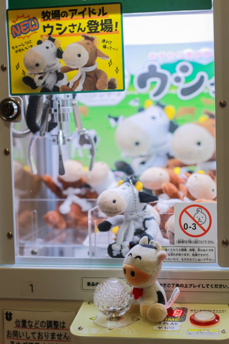 yumebokujo's tweet photo. 牧場のアイドル！ウシさんほしいゆめっ

えいっえ～いっ！
あ、おはようございますなの～🐮 https://t.co/kvXILK0Eui