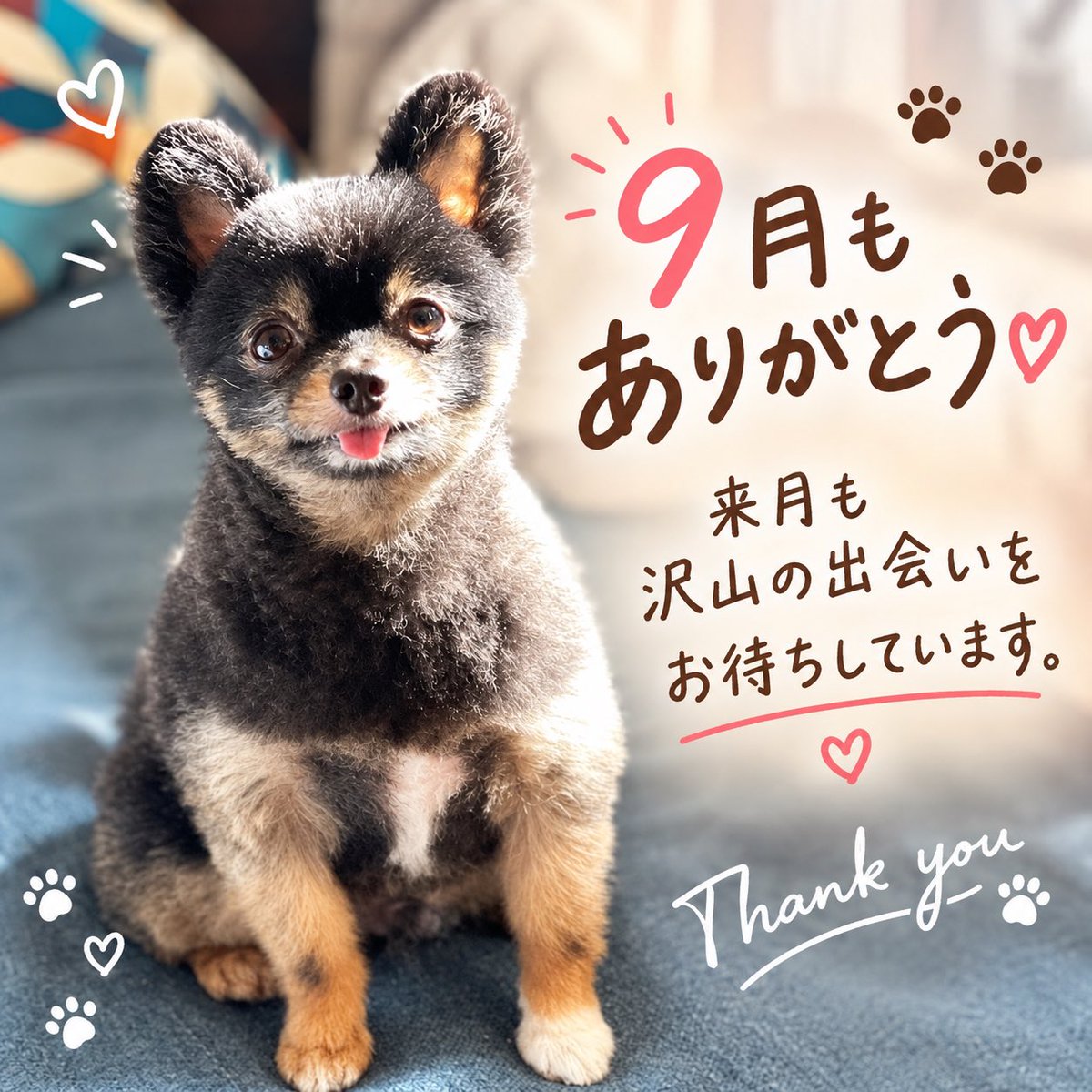 datsshinjuku's tweet photo. 早いもんで今日で9月も終わりです。
今月も沢山の方のご来店ありがとうございました😊♡
また、来月も沢山の方との出会いと1人でも多くの方の毛の悩みが解決できるよう頑張っていきます😊👍
画像は私の愛犬ギズモ君です🐶笑 https://t.co/4mKxtbHcgO