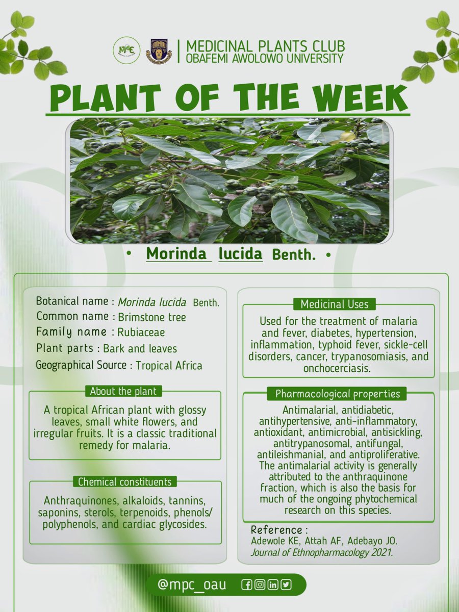 mpc_oau's tweet photo. 🌿 *PLANT OF THE WEEK* : _Morinda lucida_ Benth. 🌿  

The Brimstone tree is a classic traditional remedy for malaria, with its bark and leaves packing incredible healing power https://t.co/IIORgFLFbR