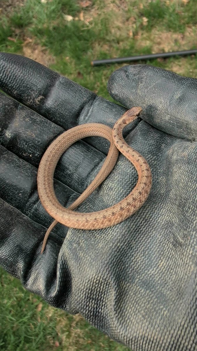 ProJesssmcc's tweet photo. Brown Snake?
#GeckoCute #TacoTuesday https://t.co/0ScYrLnKBH