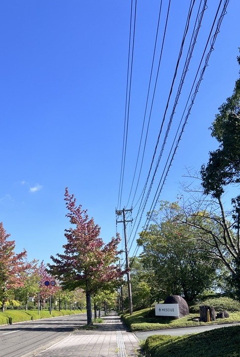 MESCIUS_dev's tweet photo. メシウス本社前の並木も赤く色づきはじめ、秋の訪れを感じます。すべての葉っぱが真っ赤に染まるのが楽しみです🍁
きょうからは10月！今年もあとわずかですが、体調を崩さないよう元気に過ごしたいですね💪 https://t.co/wHYmpDgWCm