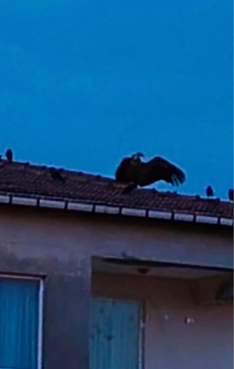 alpertuydes's tweet photo. Düşünsenize sabah bir kalkıyorsunuz çatınızda bir akbaba var. Dün gece muhtemel hava şartlarından dolayı İstanbul Pendik Taşlıbayır’da bir evin çatısına kızıl akbaba inmiş. Geceyi orada geçiren bu dev kanat havanın sakinlemesiyle birlikte göç yolculuğuna devam edecektir. https://t.co/rIvVnuW56U