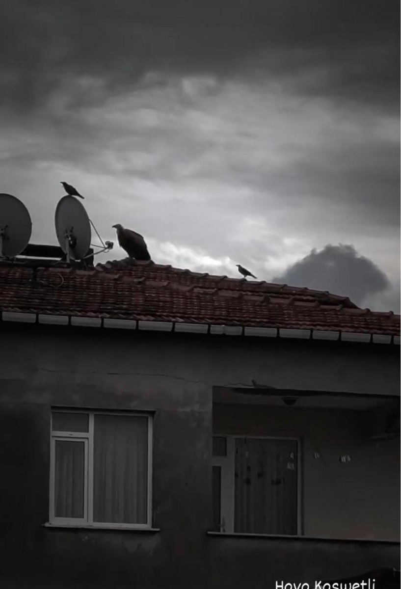 alpertuydes's tweet photo. Düşünsenize sabah bir kalkıyorsunuz çatınızda bir akbaba var. Dün gece muhtemel hava şartlarından dolayı İstanbul Pendik Taşlıbayır’da bir evin çatısına kızıl akbaba inmiş. Geceyi orada geçiren bu dev kanat havanın sakinlemesiyle birlikte göç yolculuğuna devam edecektir. https://t.co/rIvVnuW56U