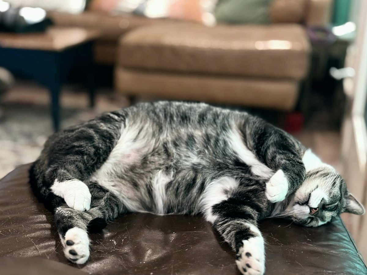 SamesWilsokk's tweet photo. Is Gus overweight?
#KittyKisses #Hiya https://t.co/odyXJF2RPr