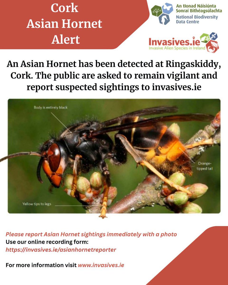 nihbs's tweet photo. The National Parks and Wildlife Service has confirmed a sighting of an Asian Hornet at Ringaskiddy, Cork. (29th September) https://t.co/HVqG9T9Huf