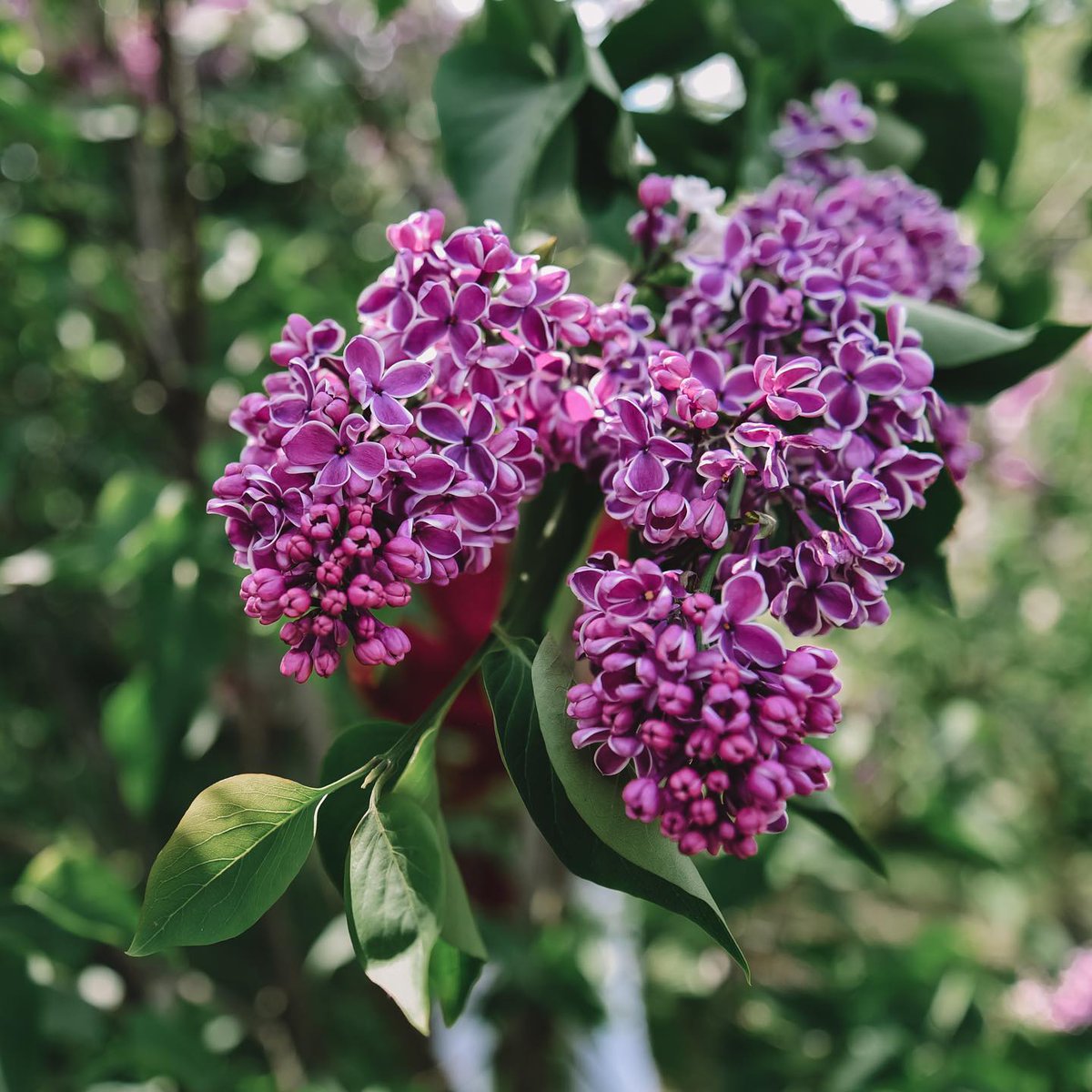 ReinaldoRu4o's tweet photo. Yesterday, 263 photos were taken. 193 made the cut! Choosing the most beautiful variety of lilac is impossible—the colors and fragrance are simply overwhelming. True summer. https://t.co/Ool4np5xU4