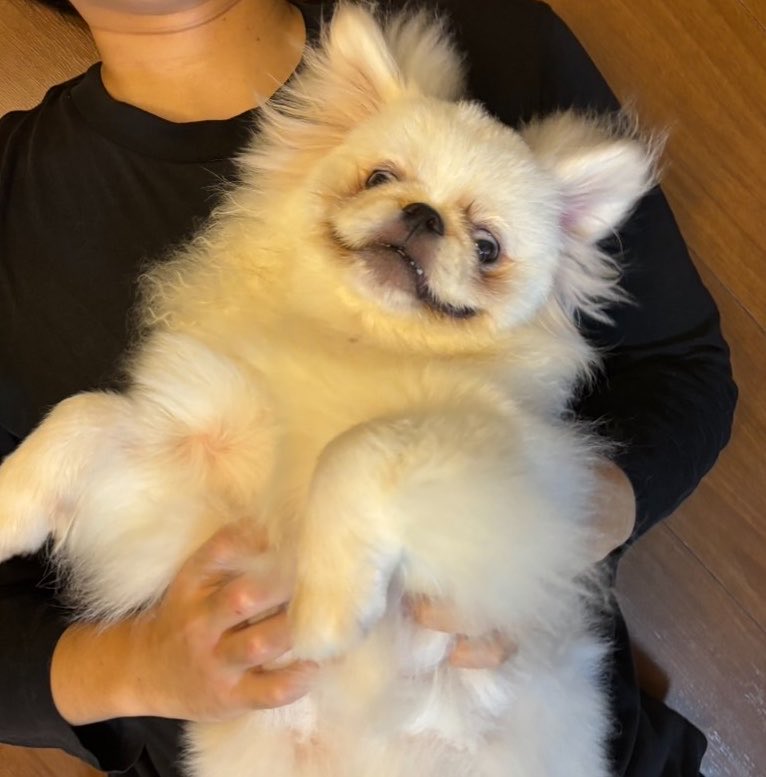 pupunofan's tweet photo. 歯見えてるよ https://t.co/6yTn5Y5GhD
