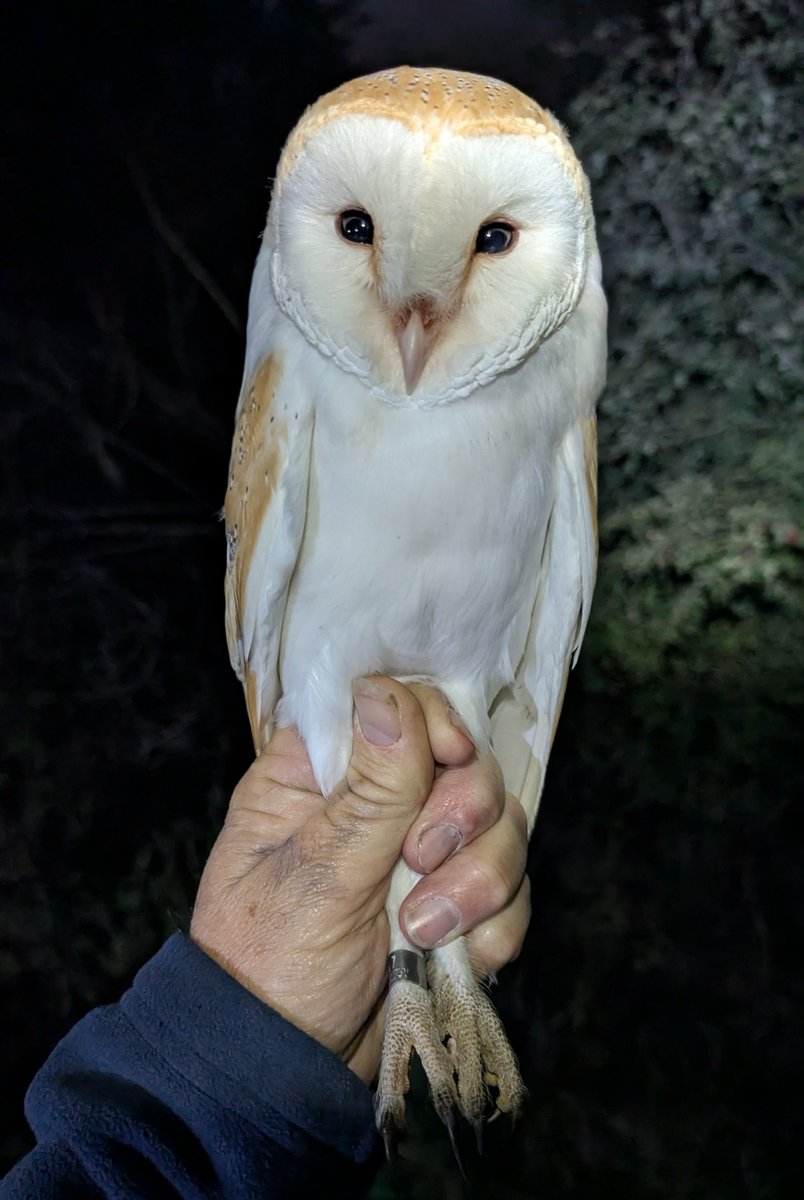 mattthesparrow's tweet photo. First Barn Owl of the Autumn. The breeding season was spectacular, so I am hoping for a bumper Autumn. My only concern is how the young survived the drought. So far, in the first weekend we have ringed 4 Barn Owls. https://t.co/BlDIoZUgnx