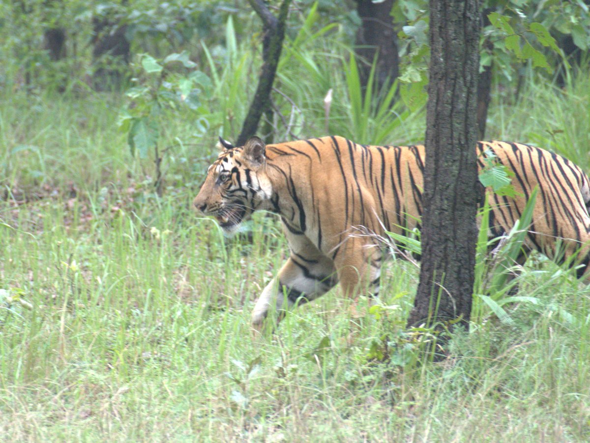 nehaa_sinha's tweet photo. The most exciting thing to see in the forest is a wild animal going about its business, being in its element, and completely ignoring you. https://t.co/7B7RQnPvg2