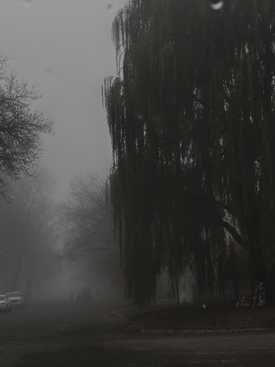gloomyvisuaIs's tweet photo. gloomy weather and weeping willow 🖤 https://t.co/bE70rHULZT