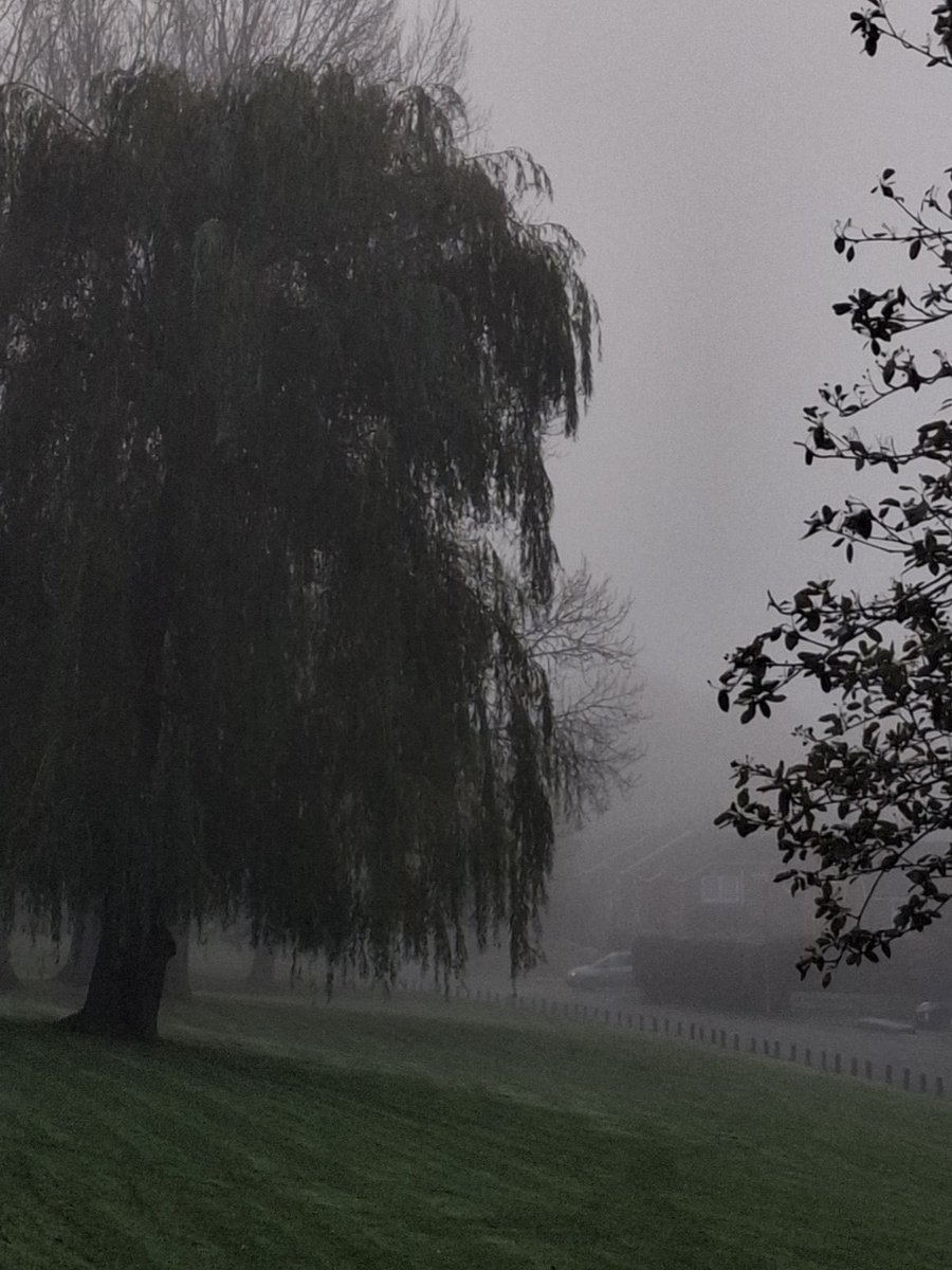 gloomyvisuaIs's tweet photo. gloomy weather and weeping willow 🖤 https://t.co/bE70rHULZT