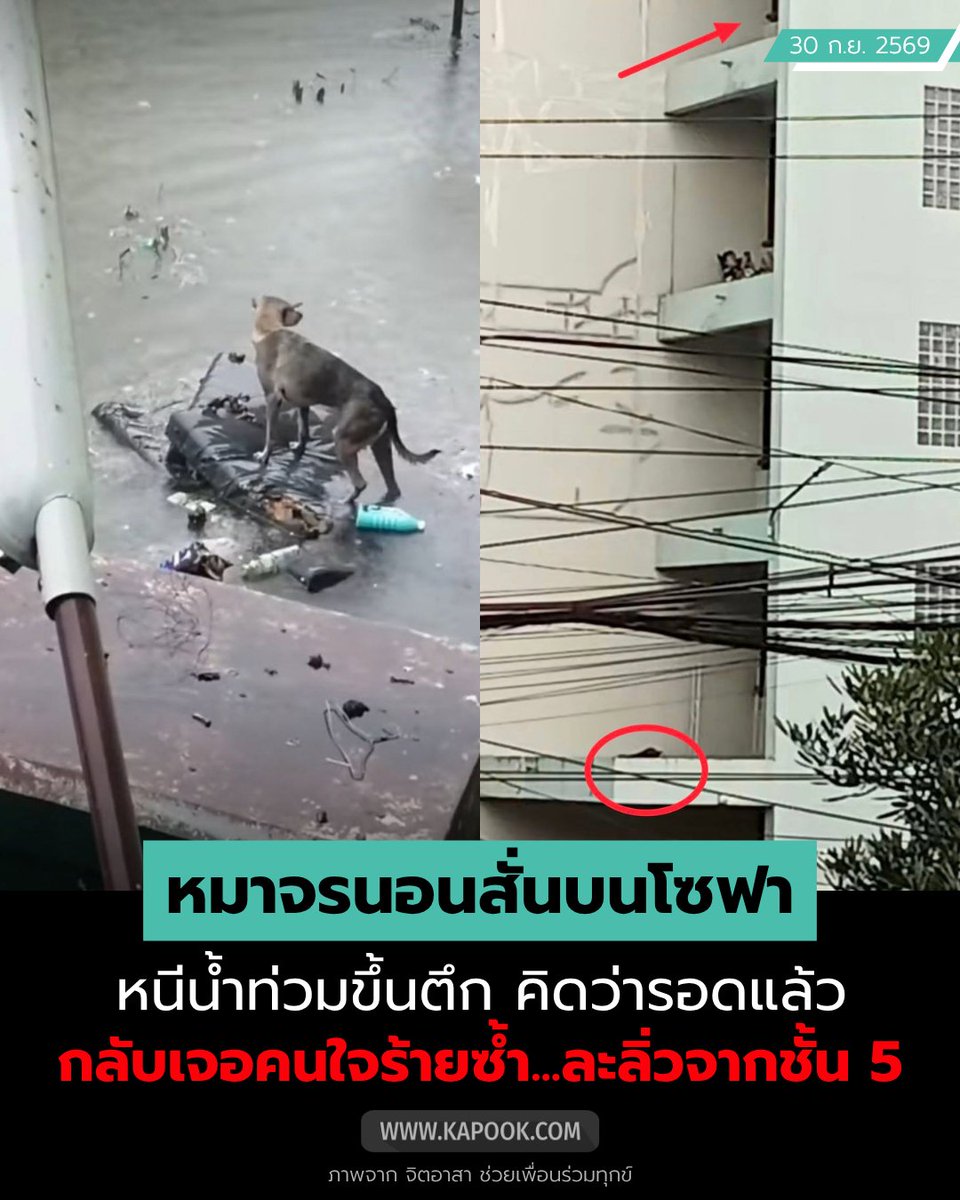 kapookdotcom's tweet photo. เขาก็มีชีวิตเหมือนกัน... หากไม่มีเมตตาช่วย ก็อย่าใจร้ายเกินไปได้ไหม😔
.
เคสสะเทือนใจคนรักสัตว์ กับภาพของน้อง #หมาจร นอนหนาวสั่นบนโซฟา ลอยมากับน้ำท่วม #เคหะร่มเกล้า
- หลายคนเป็นห่วง อยากเข้าช่วยเหลือ ก่อนพบว่าน้องหนีขึ้นตึกแห่งหนึ่งไปแล้ว คิดว่าน้องรอดแล้ว เลยเบาใจ
- ก่อนมารู้ข่าวว่าน้องถูกคนใจร้าย ทำน้องละลิ่วจากชั้น 5 มาคาอยู่ชั้น 2 บาดเจ็บ ขาหัก
- ล่าสุด (30 ก.ย.) ได้มีทีมงาน "กัน จอมพลัง" เข้าช่วยน้องออกมาแล้ว และส่งตัวไปยังคุณ "โอบะ" รับไปดูแลช่วยเหลือต่อ
- ติดตามอัปเดตเกี่ยวกับการรักษาน้องเพิ่มเติมได้ที่เพจ SuKi Lucky
.
ขอขอบคุณและขอร่วมอนุโมทนาบุญกับพี่ ๆ ที่ใจดีช่วยเหลือน้องตัวนี้ และน้องตัวอื่น ๆ ในช่วง #น้ำท่วม ครั้งนี้ด้วยนะคะ 🙏🏻