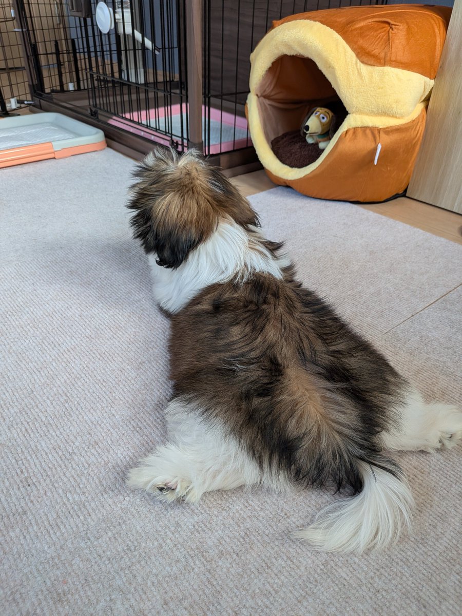 coconattsuaki's tweet photo. 開脚みそ🤸‍♂️
柔らかいねぇ👀うらやましい https://t.co/p6uSN4GEo0
