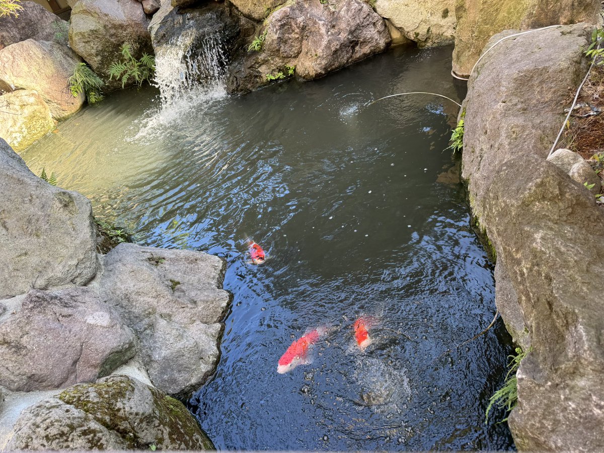 nyaruko0304's tweet photo. 日帰り温泉でチェックインまでゆっくりしてチェックインしてから���し切り露天🥰
あー最高
8湯制覇して帰ろう https://t.co/MFqvYuOE1K