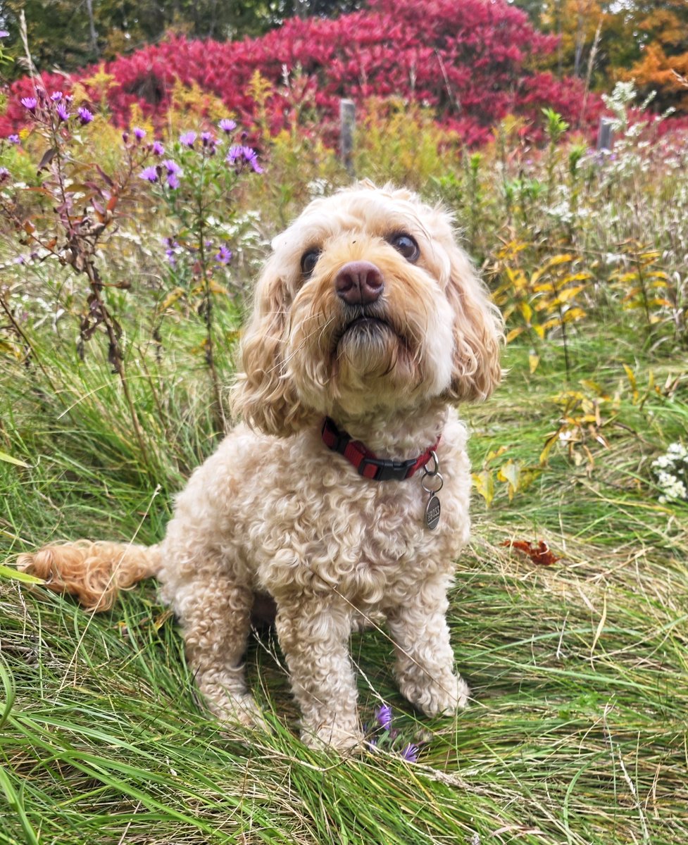 WalkinDogwalk's tweet photo. Maverick showing off how colourful things are on this #HappyHumpDay !
πππππΎπΆππ
#cockapoo #theBoss #walkinthedog https://t.co/3p3A1bHEvp
