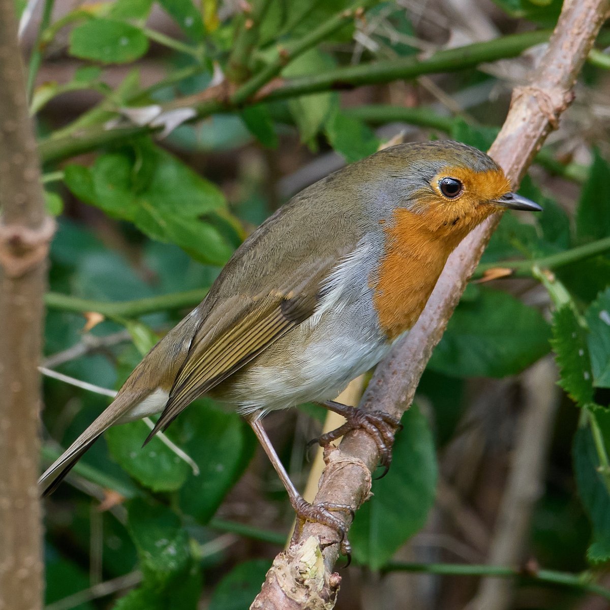 paulhayes55's tweet photo. Robin. https://t.co/ZFVy9J5uoq