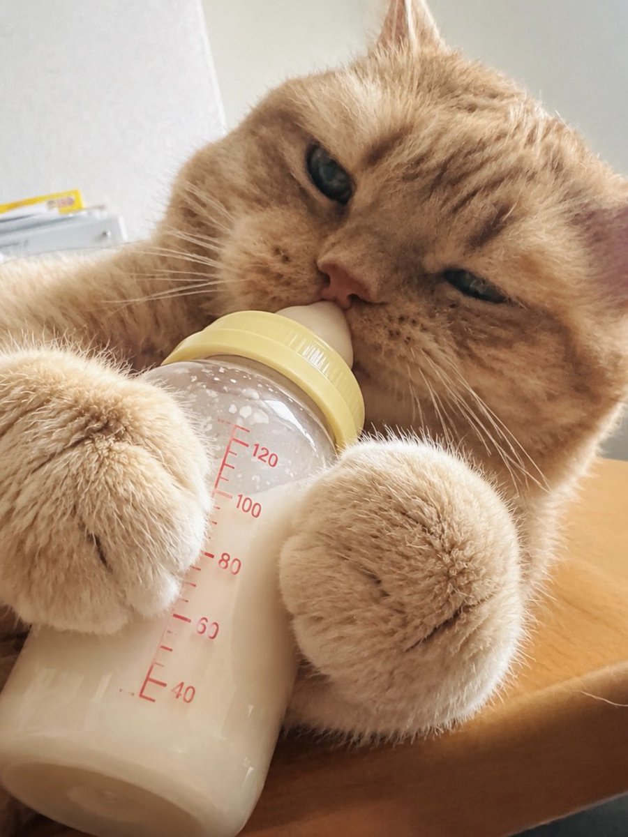 kiko11232015's tweet photo. お子ちゃまのフリすればいいんでしょ🙀 https://t.co/sb9ZzaoVhR