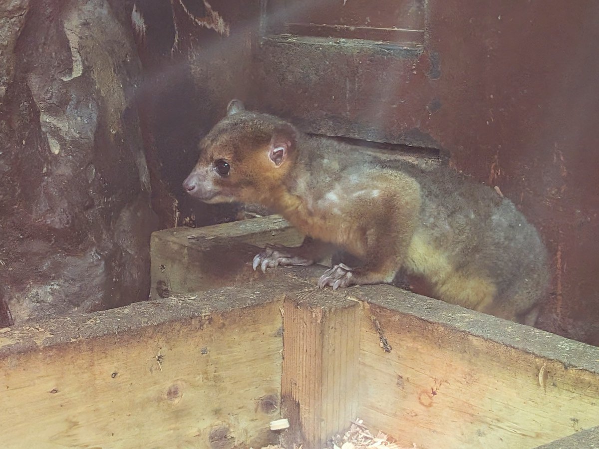 UenoZooGardens's tweet photo. おはようございます。
上野動物園の開園をお知らせします。

#キンカジュー
#上野動物園 https://t.co/P4y4Llx8kg